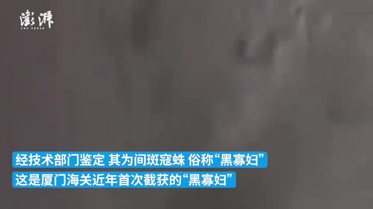 厦门海关截获一只活体黑寡妇蜘蛛，毒性比响尾蛇要强十倍以上