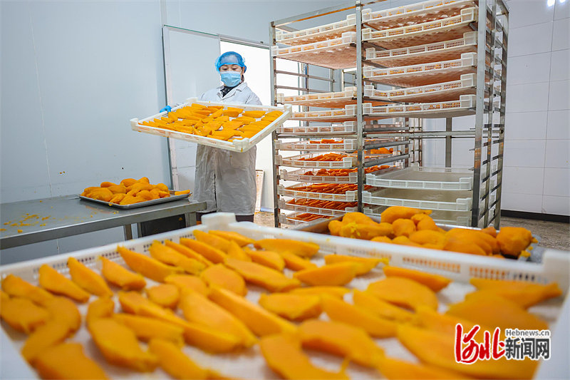 图3:务工农民在迁西县汉儿庄镇北峪子村利泉板栗专业合作社生产车间内加工红薯干。 通讯员李少华摄.jpg