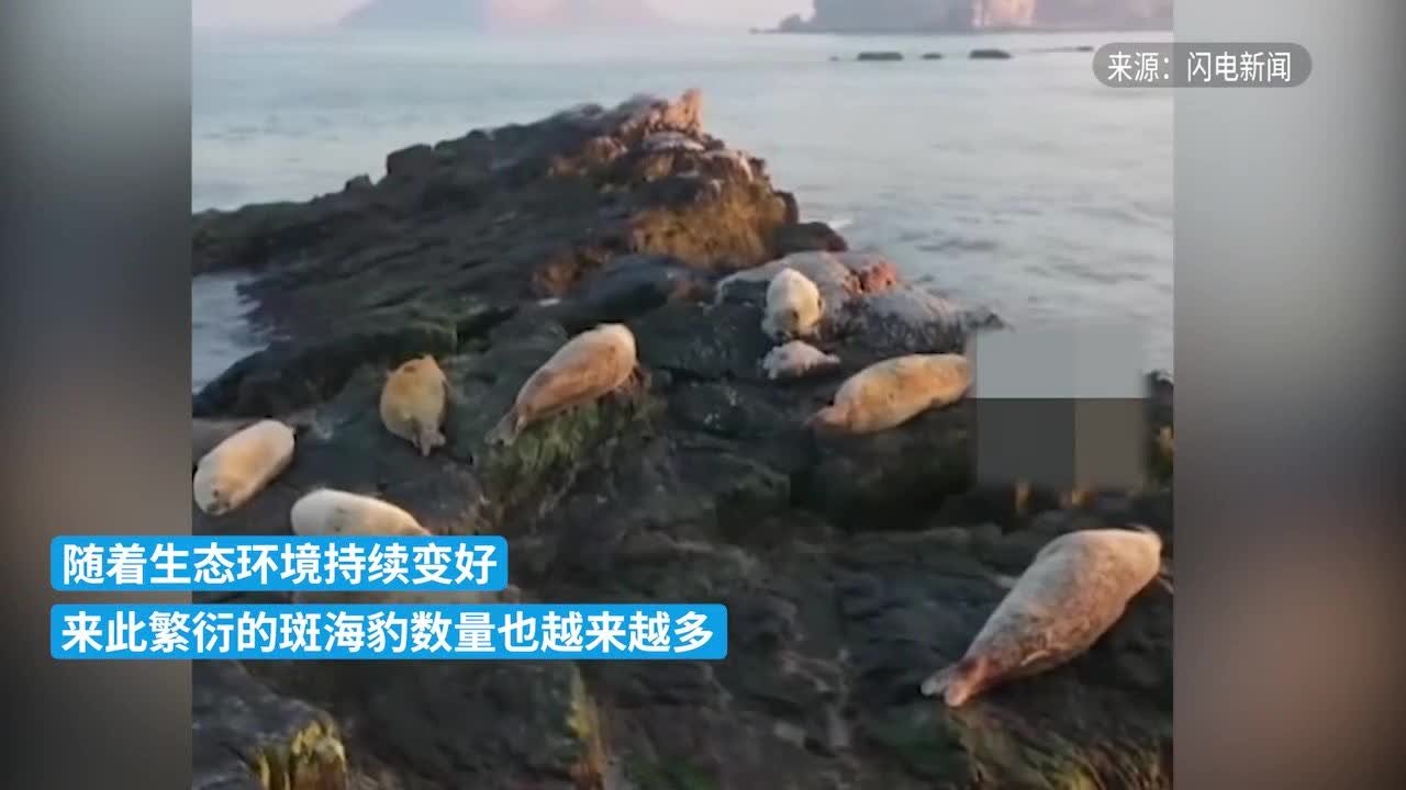 西太平洋斑海豹“移民”到中国