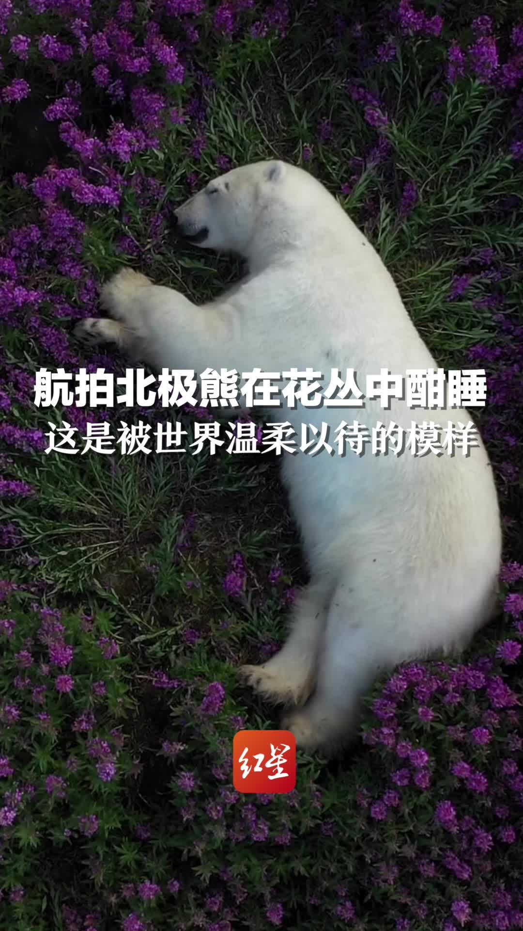 无人机飞行员不小心拍到做梦的熊，这是被世界温柔以待的模样