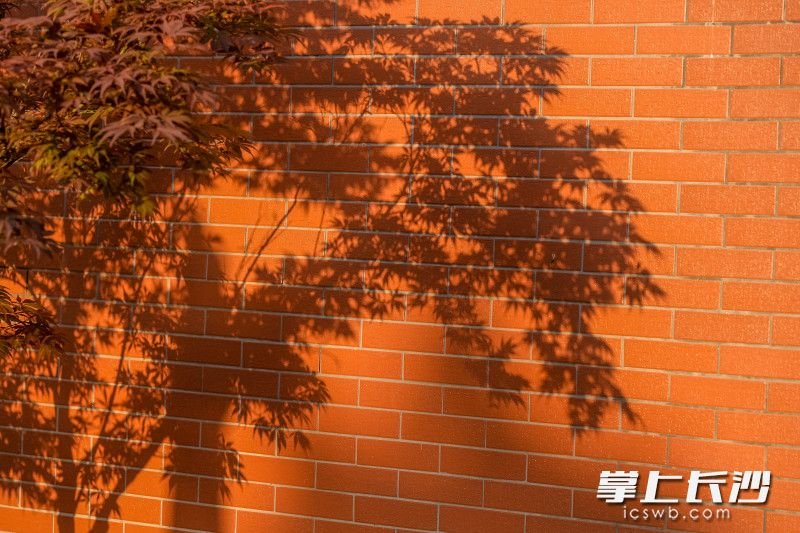 阳光让树枝在红墙上映出美丽的影子。