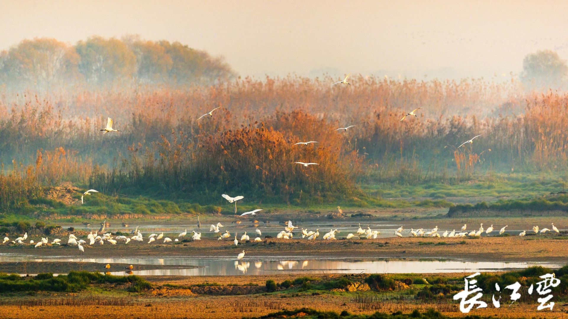 武汉沉湖湿地自然保护区（国际重要湿地）