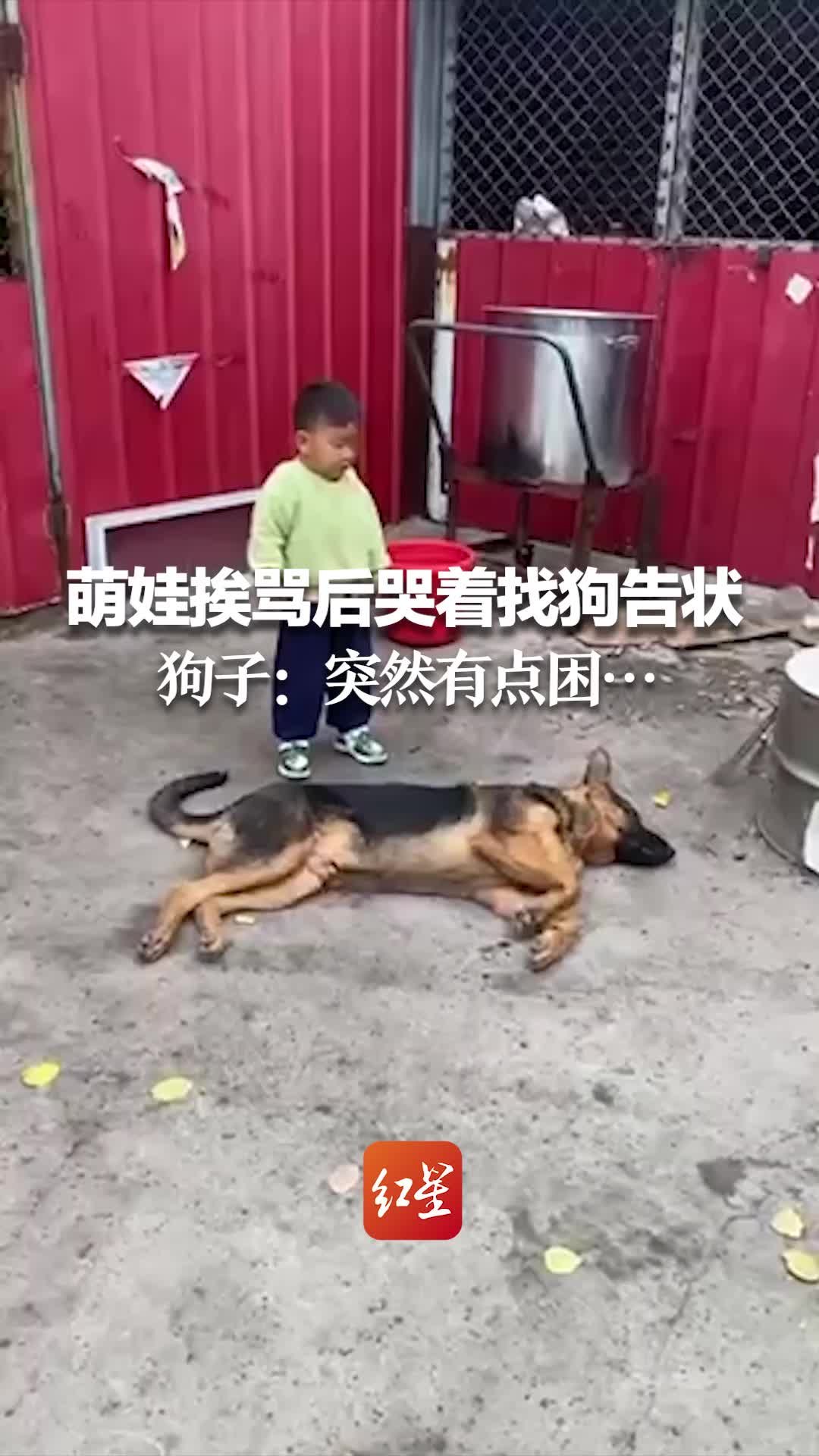 萌娃挨骂后哭着找狗告状 狗子:突然有点困…_凤凰网视频_凤凰网