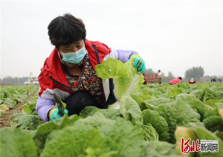 图为在固安县宫村镇辛立村，菜农们正收割白菜。