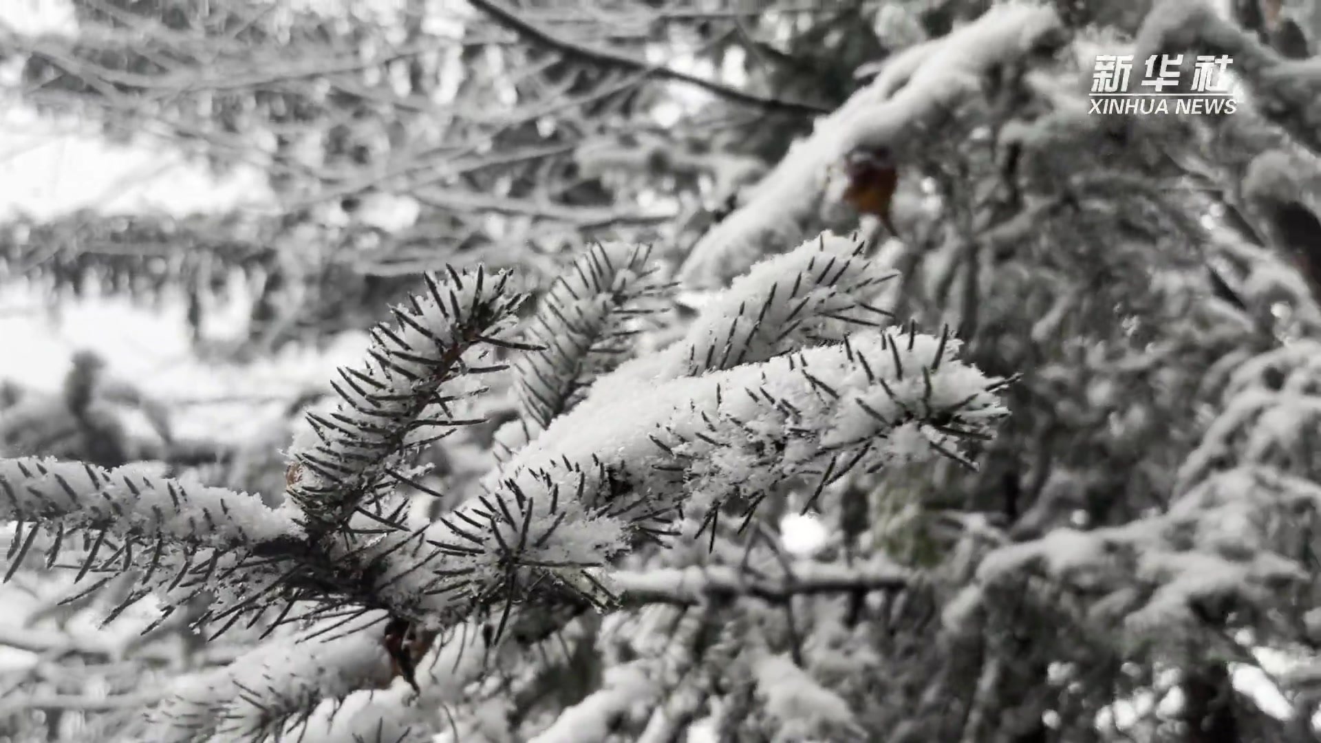 黑龙江：中国雪乡迎降雪