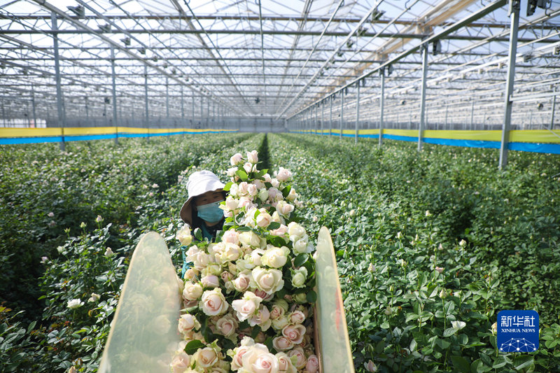 11月6日，工人在甘肃省兰州新区现代农业示范园采摘花卉。新华社记者 马希平 摄