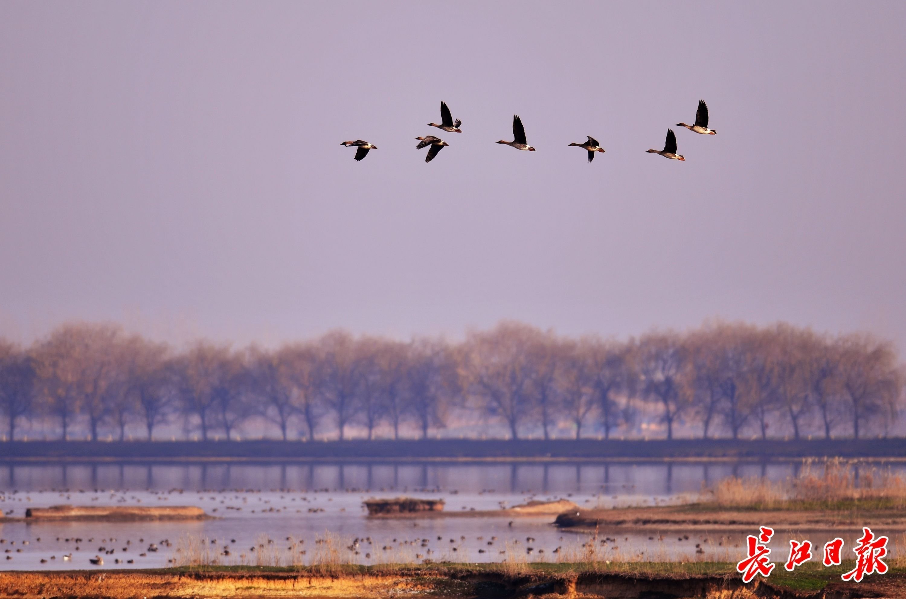 府河湿地冬天天鹅湖中的候鸟群。记者喻志勇 摄
