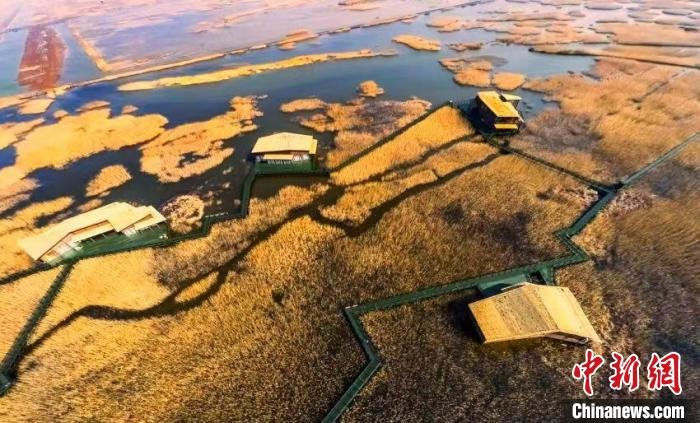 湿地不仅具有生态服务功能,也是上海宝贵的基础生态空间。 上海市绿化和市容管理局供图