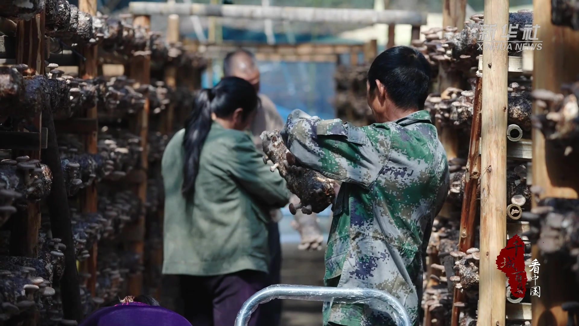 千城百县看中国｜福建连城：香菇种植助推乡村振兴