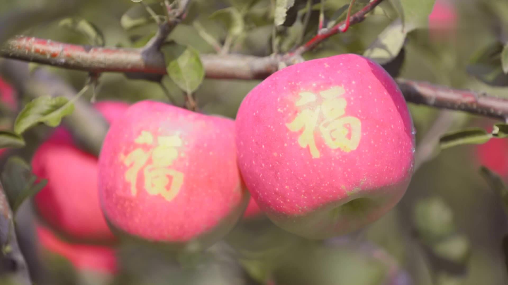 陕西延安：小苹果 让老乡们生活越来越红火