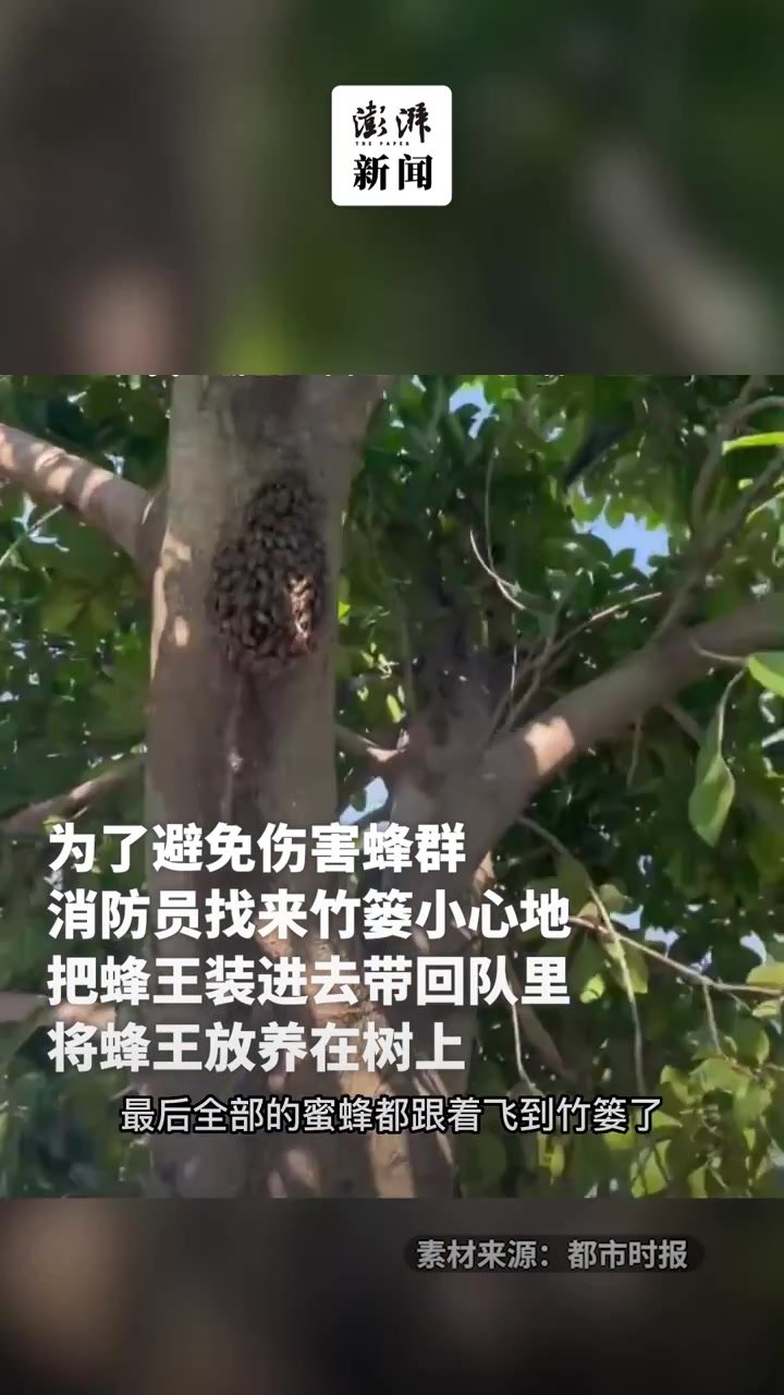 蜂群爬消防车不肯走，被消防员带回“收养”