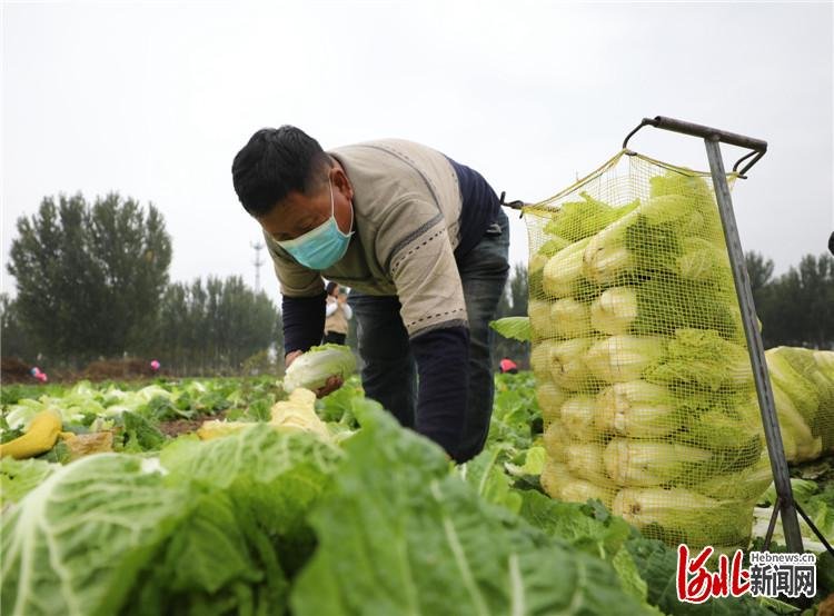 图为在固安县宫村镇辛立村，菜农将分拣好的白菜进行打包。