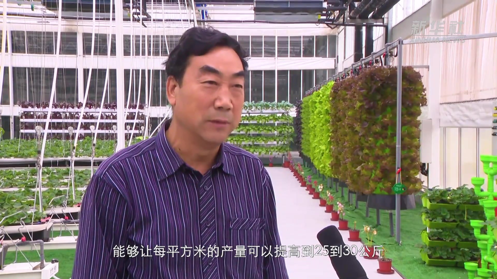 江苏张家港：智能“蔬菜工厂”将种植“玩”出新花样