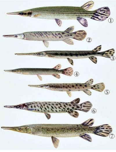 现存的7种雀鳝。1.古巴雀鳝2.热带雀鳝3.长吻雀鳝4.短吻雀鳝5.斑点雀鳝6.佛罗里达雀鳝7.鳄雀鳝。（图片来源：参考文献）