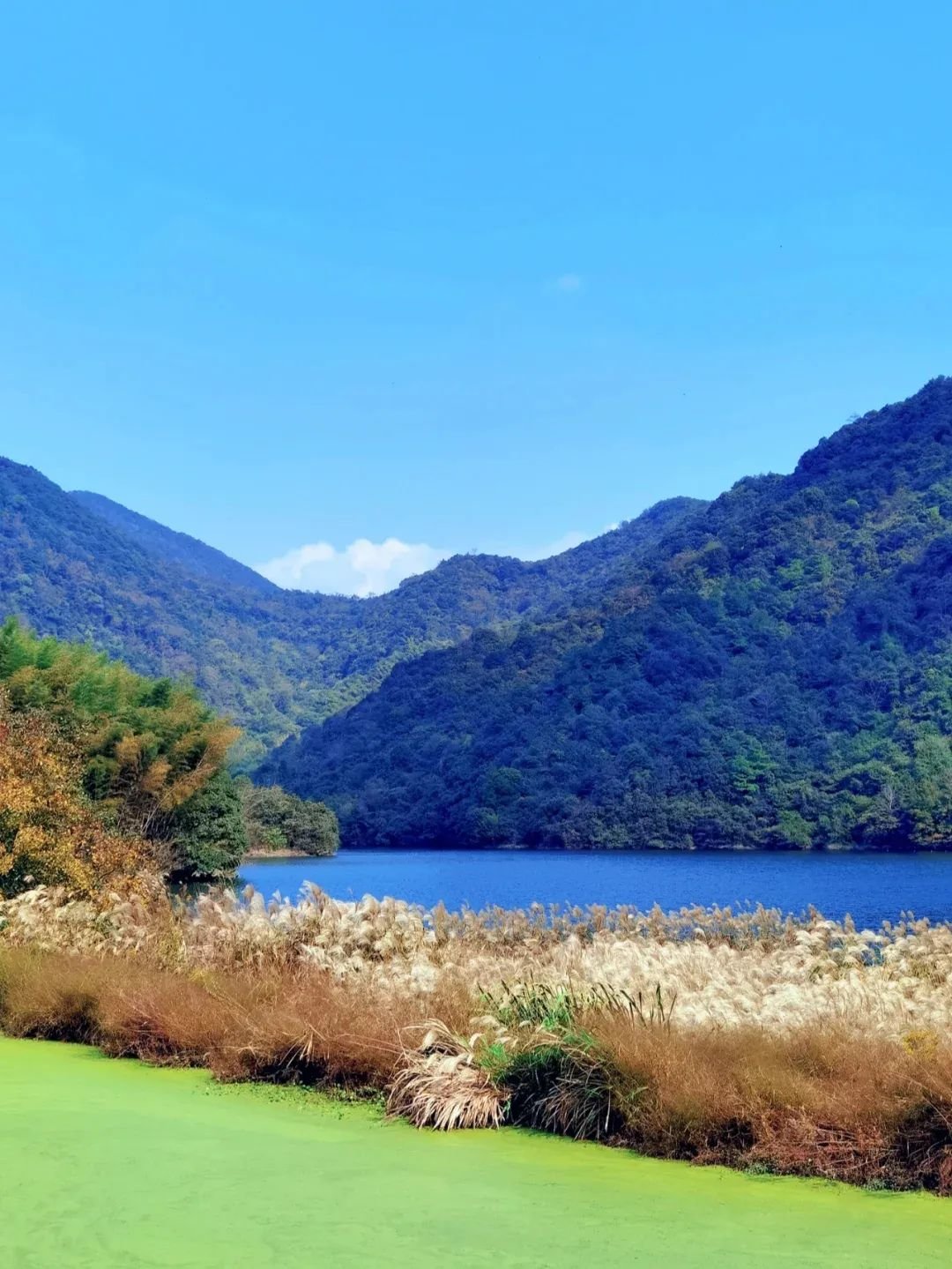 宁波秋末初冬的限定美景芦花飞雪美醉人