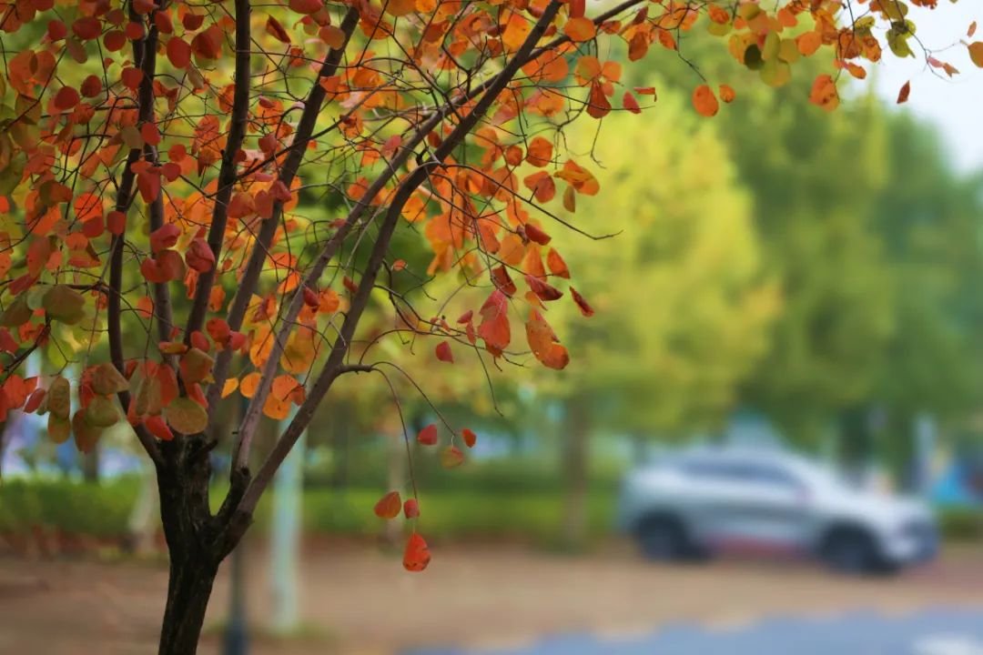 柳叶湖螺湾观鸟景点的黄栌,桔黄的色彩,与周边淡黄色相呼应,构成一幅秋意图。(潘东方摄)