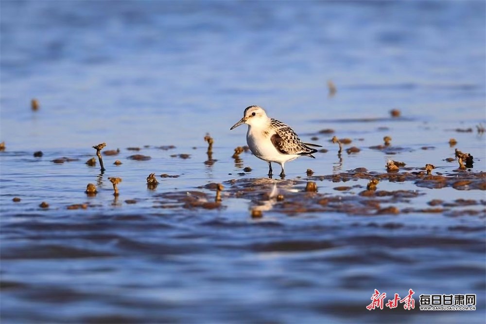 三趾滨鹬在黑河湿地觅食