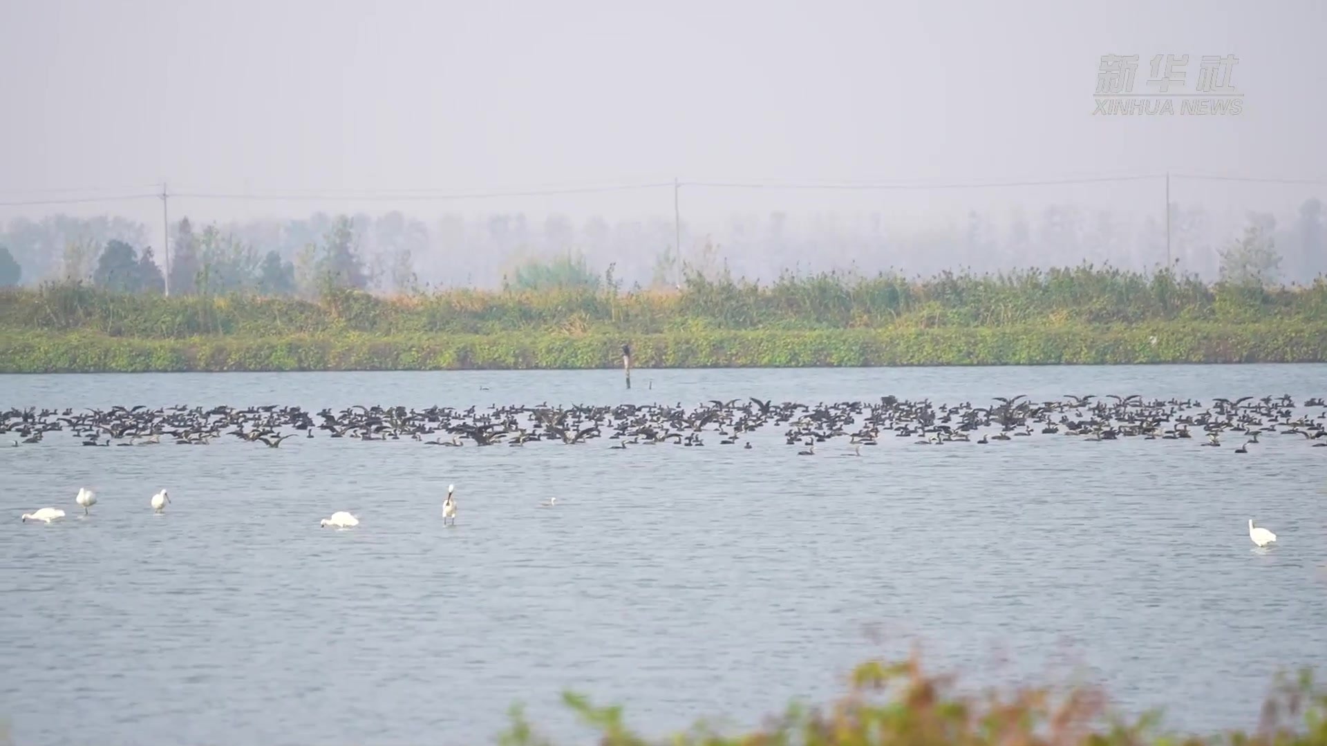 江苏兴化：湿地生态好  候鸟来“做客”