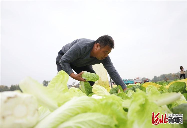 图为在固安县宫村镇辛立村，菜农将分拣好的白菜进行打包。