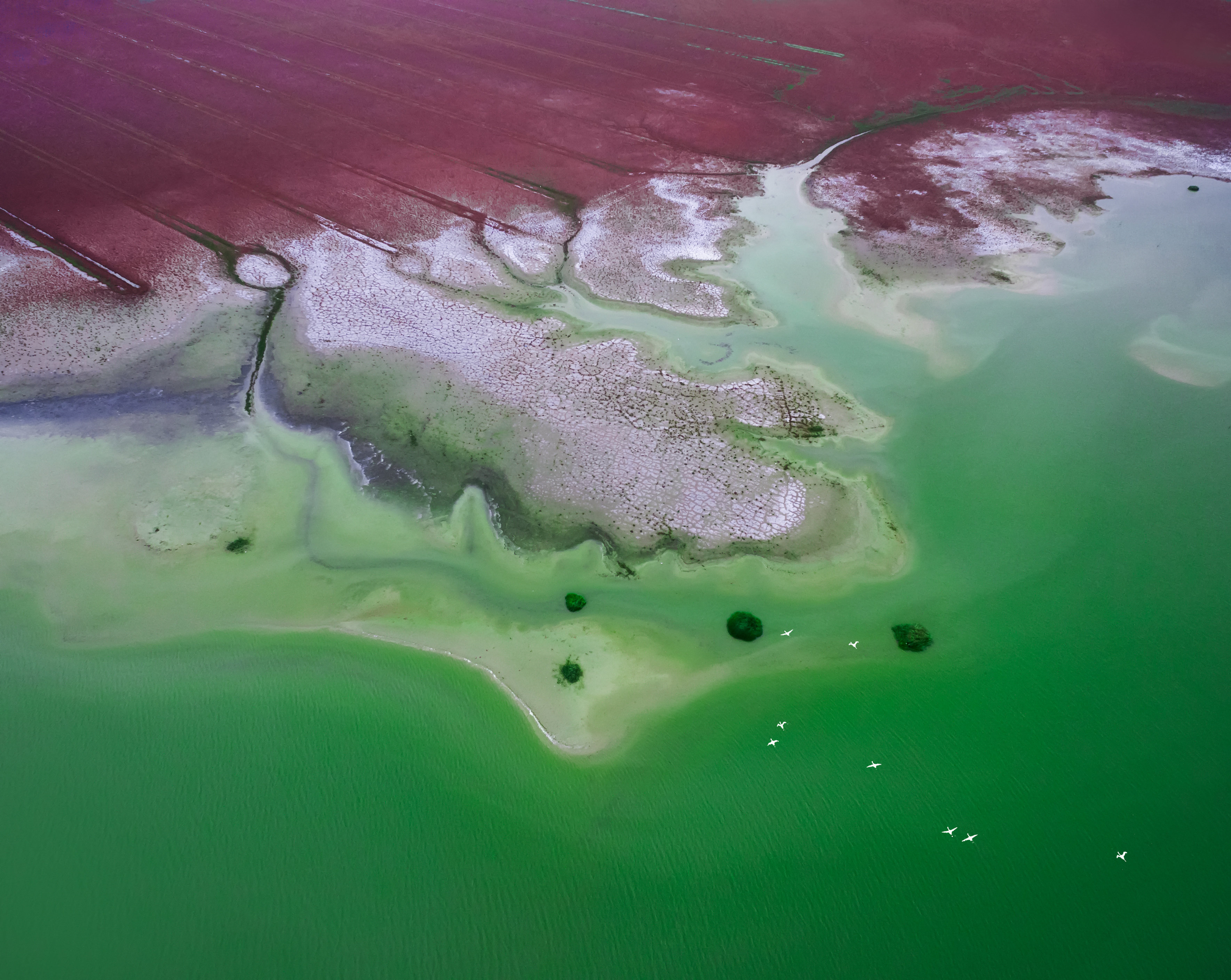 中国七城市正式跻身“国际湿地城市” 江苏盐城再添“国际名片”