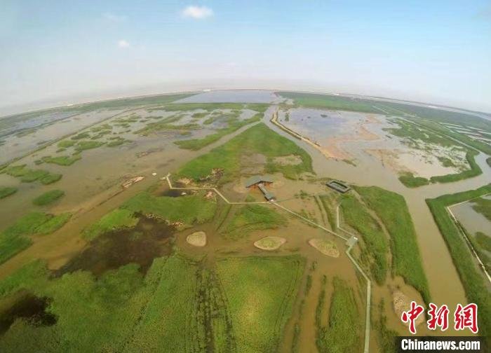 截至2019年底,上海市国土范围内湿地面积达7.27万公顷。 上海市绿化和市容管理局供图