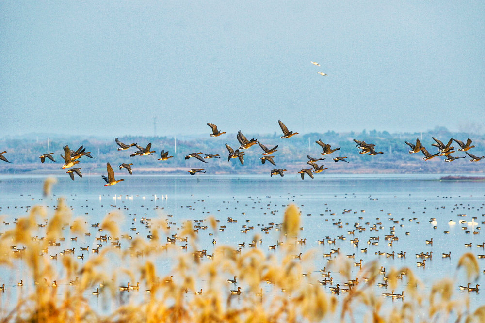 安山国家湿地公园候鸟翔集。新华网发