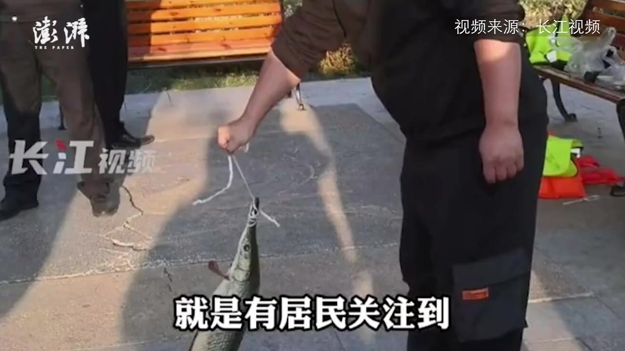 武汉市一人工湖中发现鳄雀鳝，钓友成功钓起