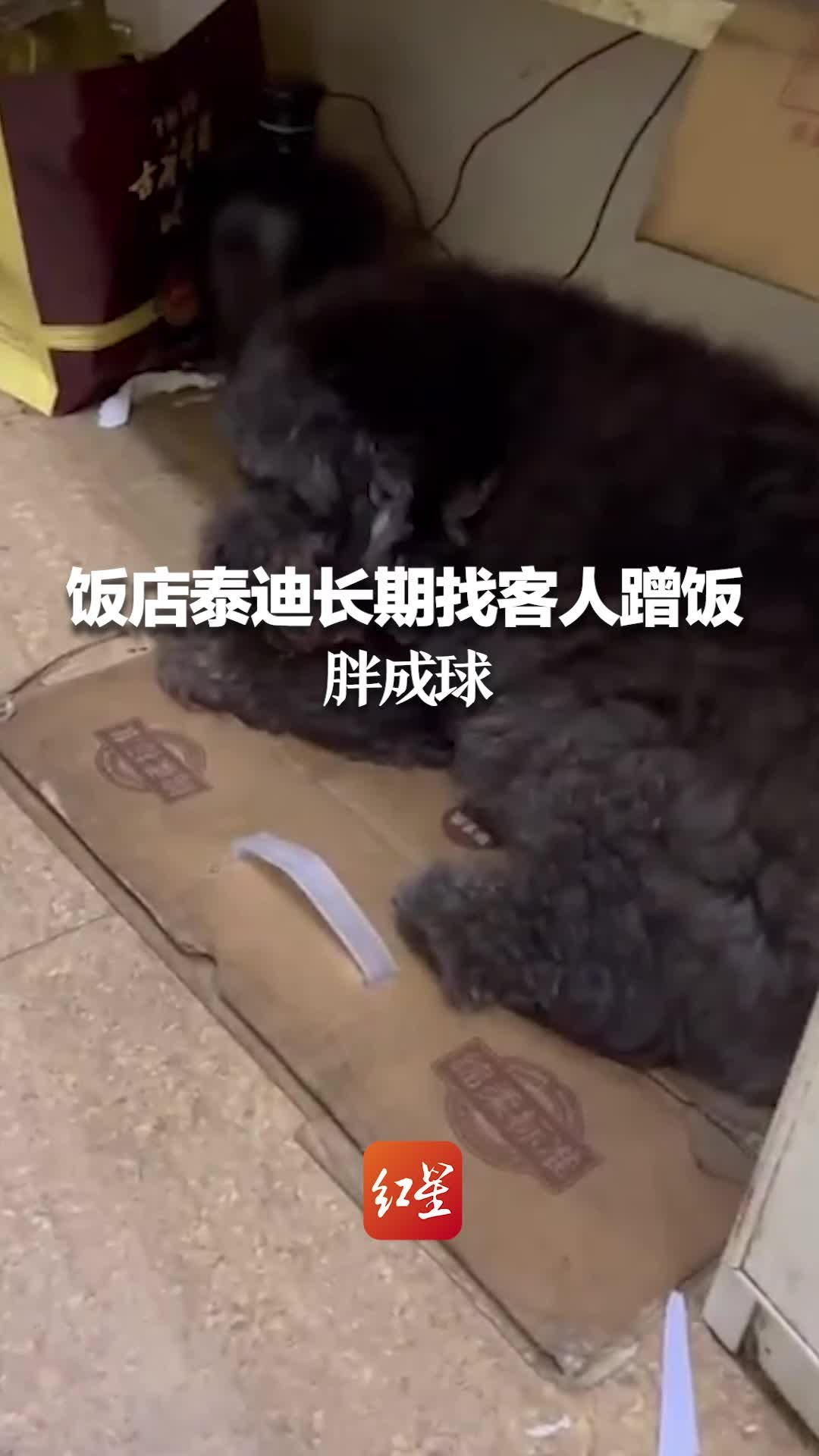 饭店泰迪长期找客人蹭饭胖成球 网友：出来前以为主人太严厉，出来后感觉主人打太轻