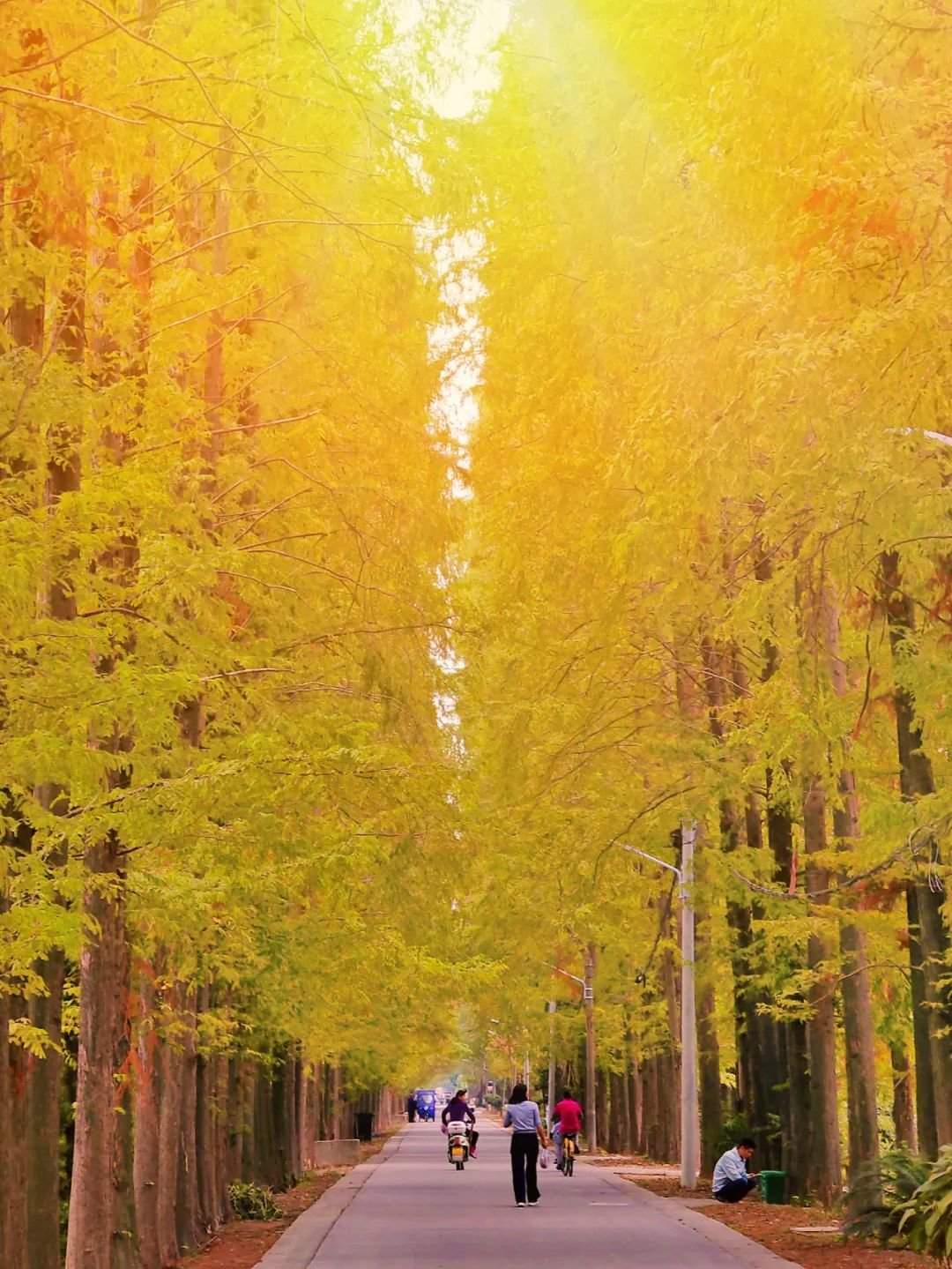 驼古堤村道秋色(赵陆军摄)