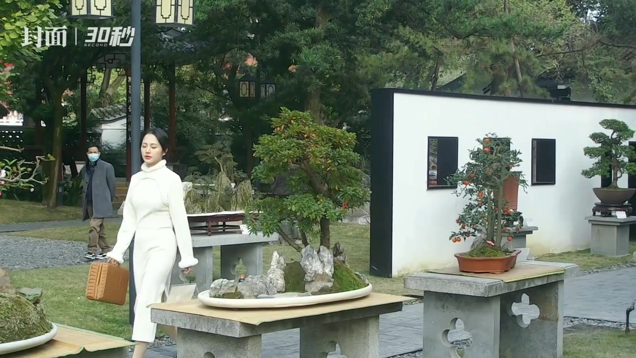 30秒｜周末去百花潭公园欣赏“无声的诗” 成都第24届盆景展即将闭幕