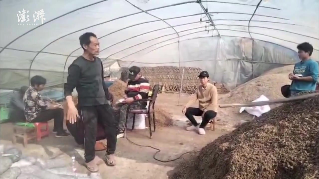 残疾男子钻研羊肚菌种植还免费教乡邻：不向命运低头