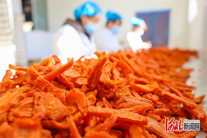 图2:务工农民在迁西县汉儿庄镇北峪子村利泉板栗专业合作社生产车间内加工红薯干。 通讯员李少华摄.jpg
