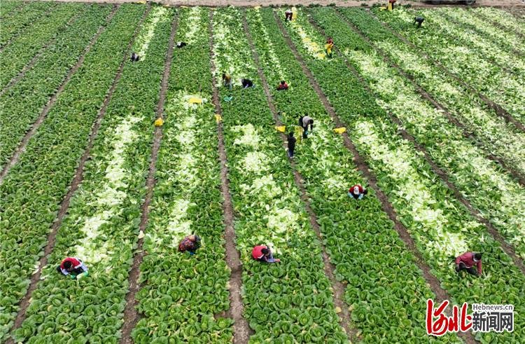 图为在固安县宫村镇辛立村，菜农们正收割白菜。