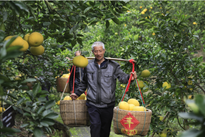第五届长江三峡（梁平）国际柚博会，柚农挑着梁平柚行走在柚林间