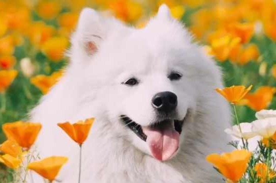 狗子这笑容真的好治愈