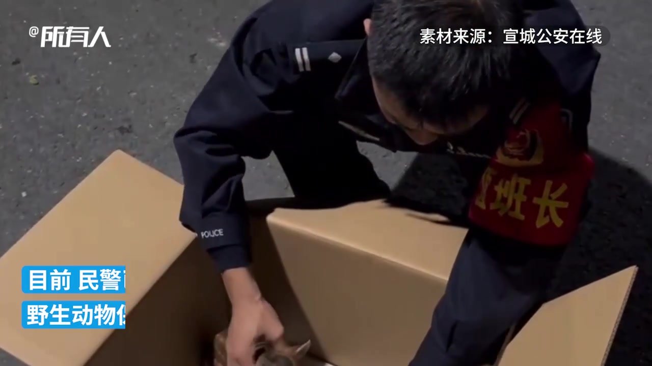 黄麂幼崽迷路走失，民警秒变“奶爸”细心照顾凤凰网视频凤凰网 0600