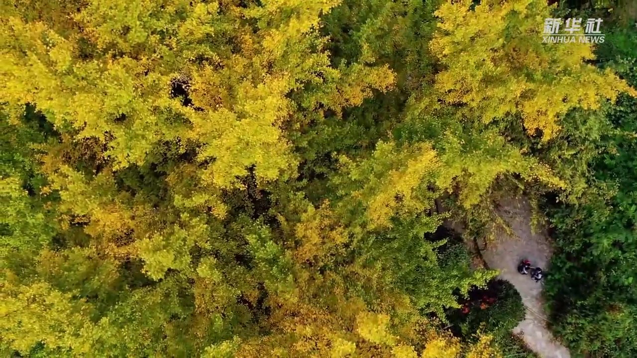 贵阳：古银杏“换装”扮靓美丽乡村