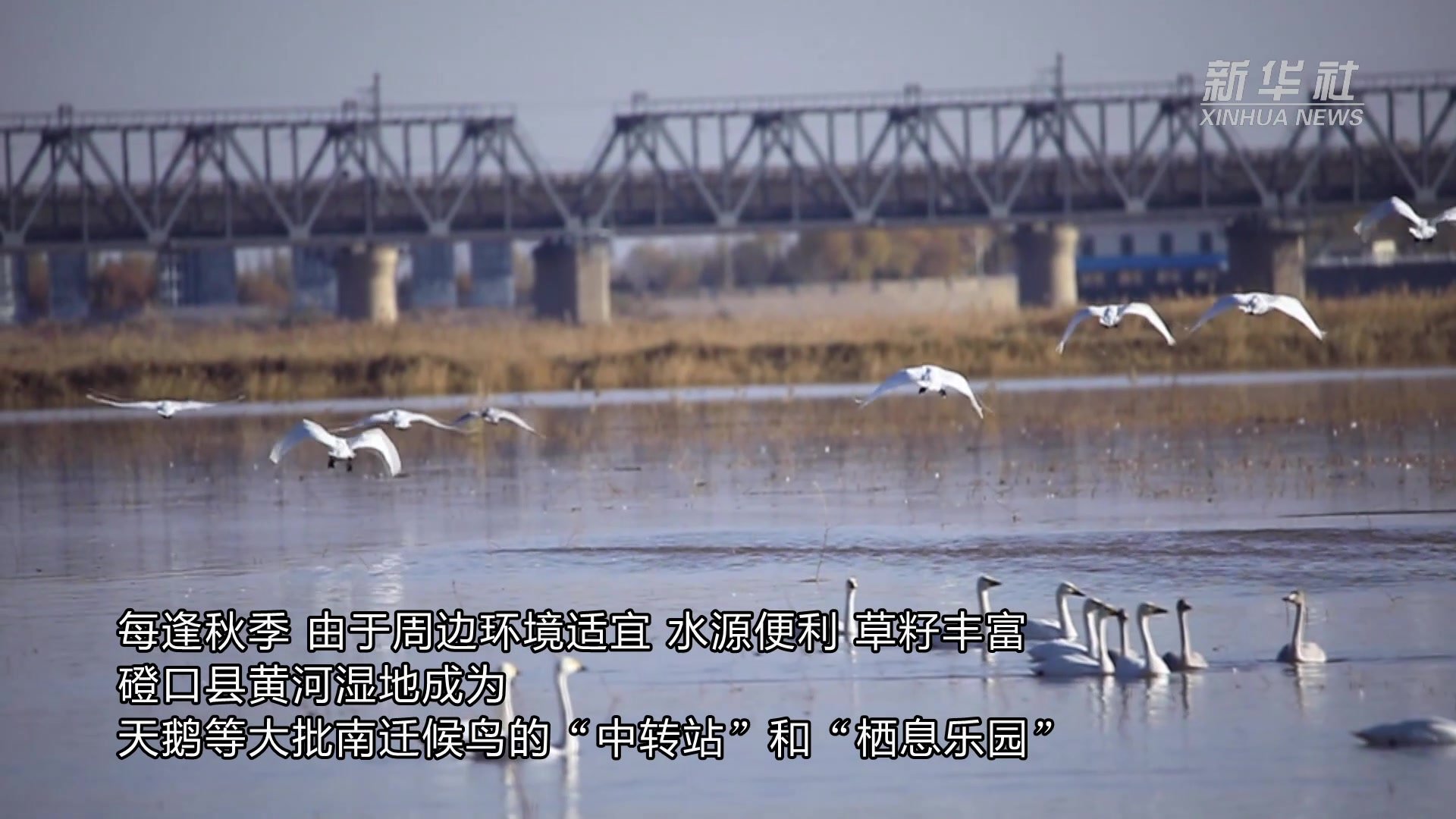 内蒙古磴口：黄河湿地成为“天鹅湖”