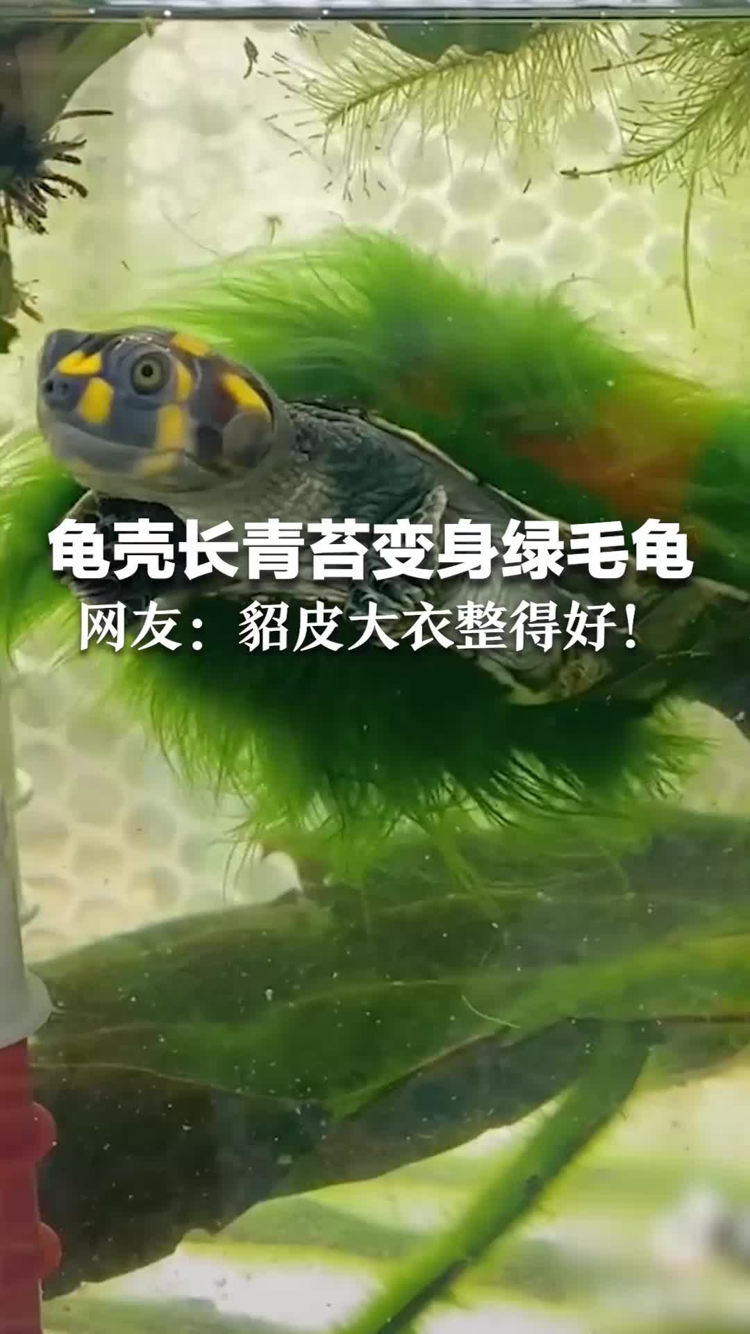 养绿毛龟需要什么样的环境？ - 知乎