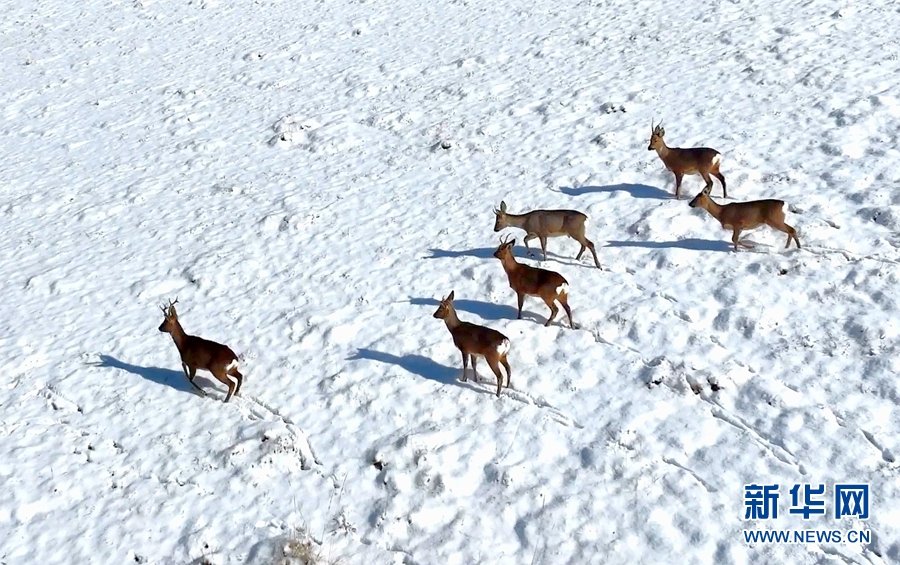 几只狍鹿正在雪地“漫步” 新华网发（王晓泾 摄）