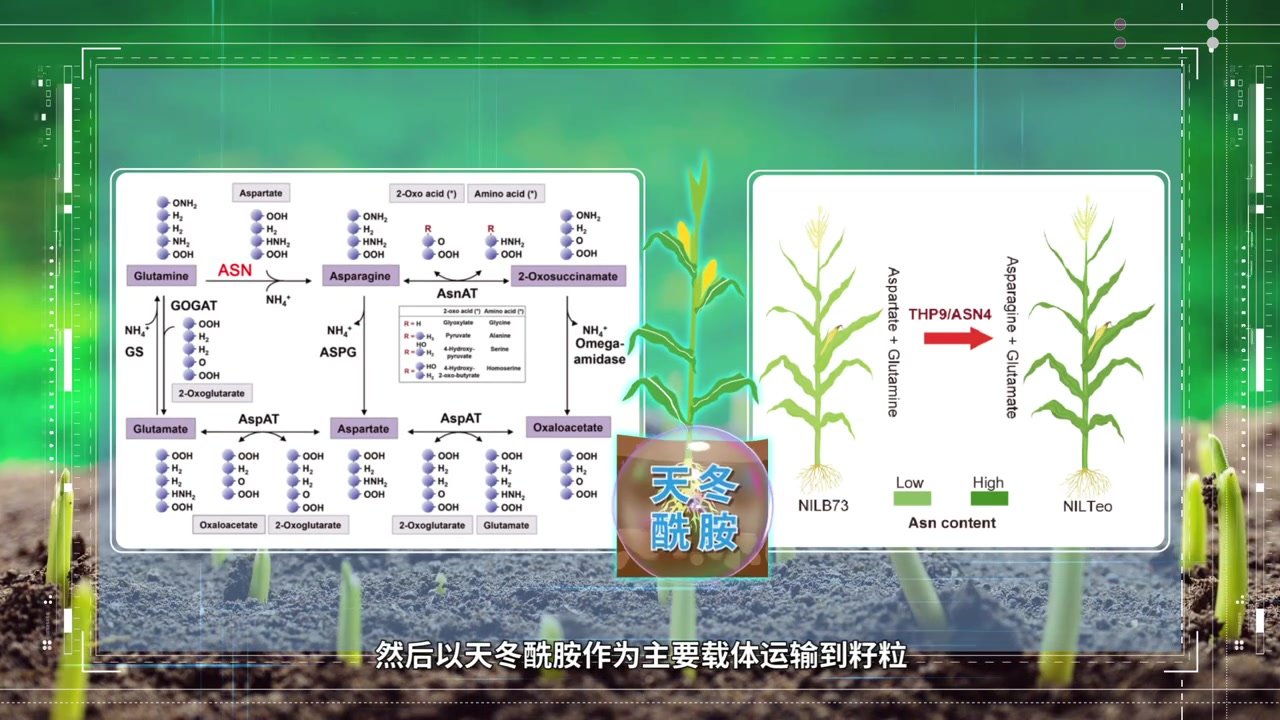 中国科学家成功克隆野生玉米变异基因，可有效提高玉米蛋白含量