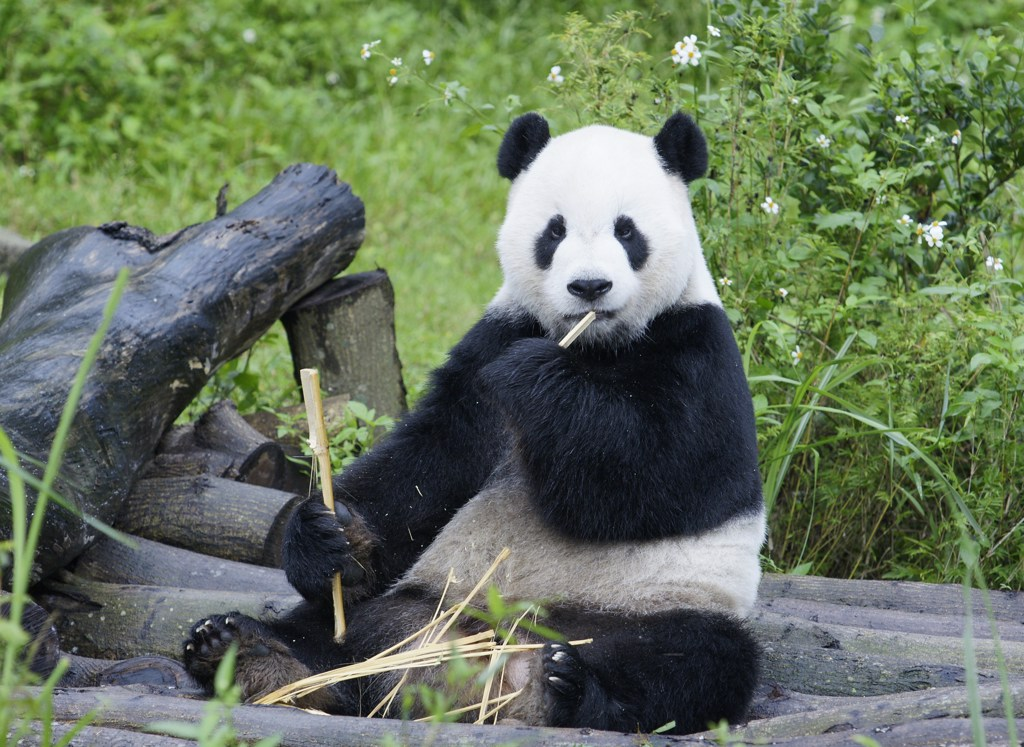 大熊猫“团团”资料图。（图片来源：台湾中时新闻网）