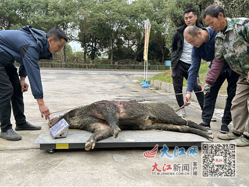 闯入师大校园的野猪被捕获，体重达161公斤，长1.8米。