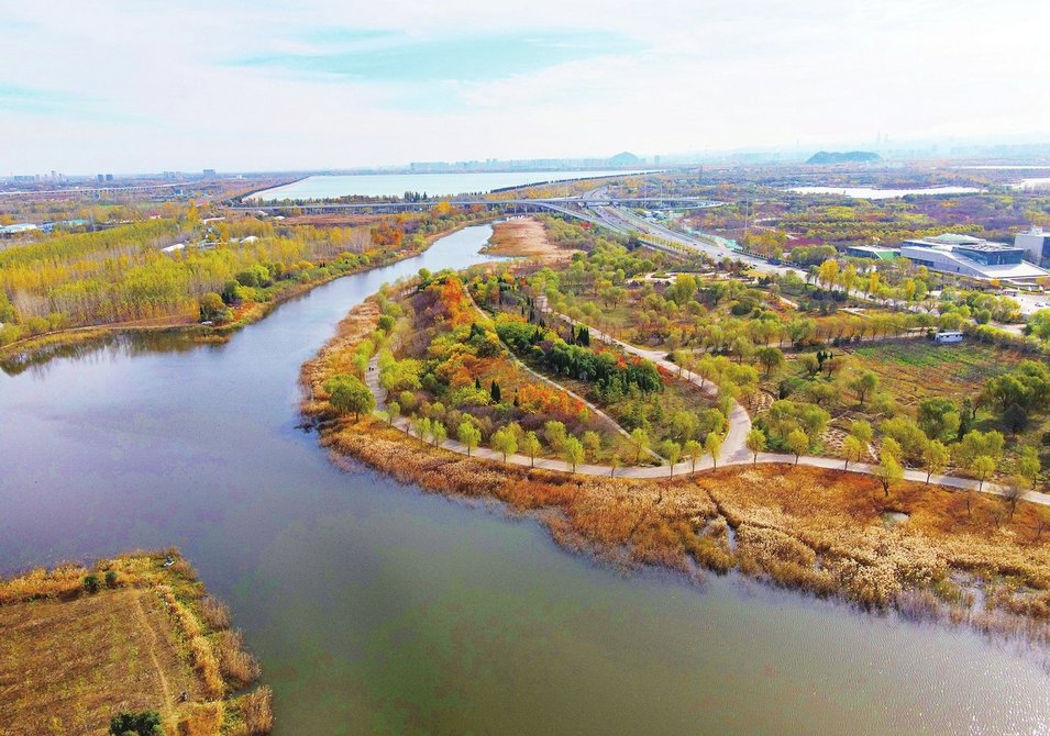 济南:初冬湿地别样美 苇影斑斓入画来