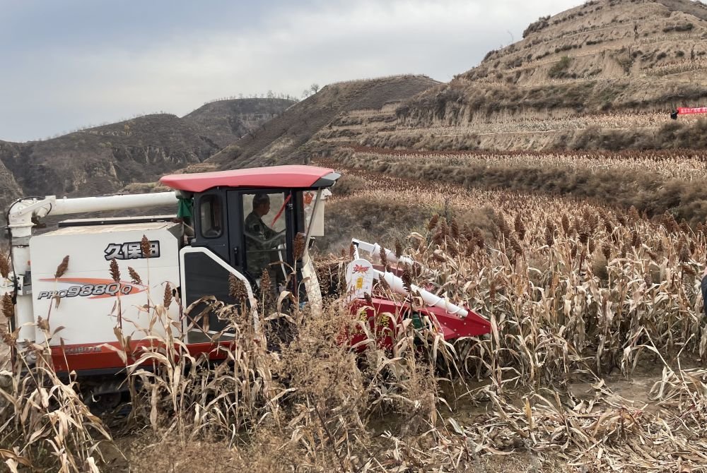 图为收割机在陕西省清涧县店则沟镇陈刘家山村高粱地里作业。（受访者供）