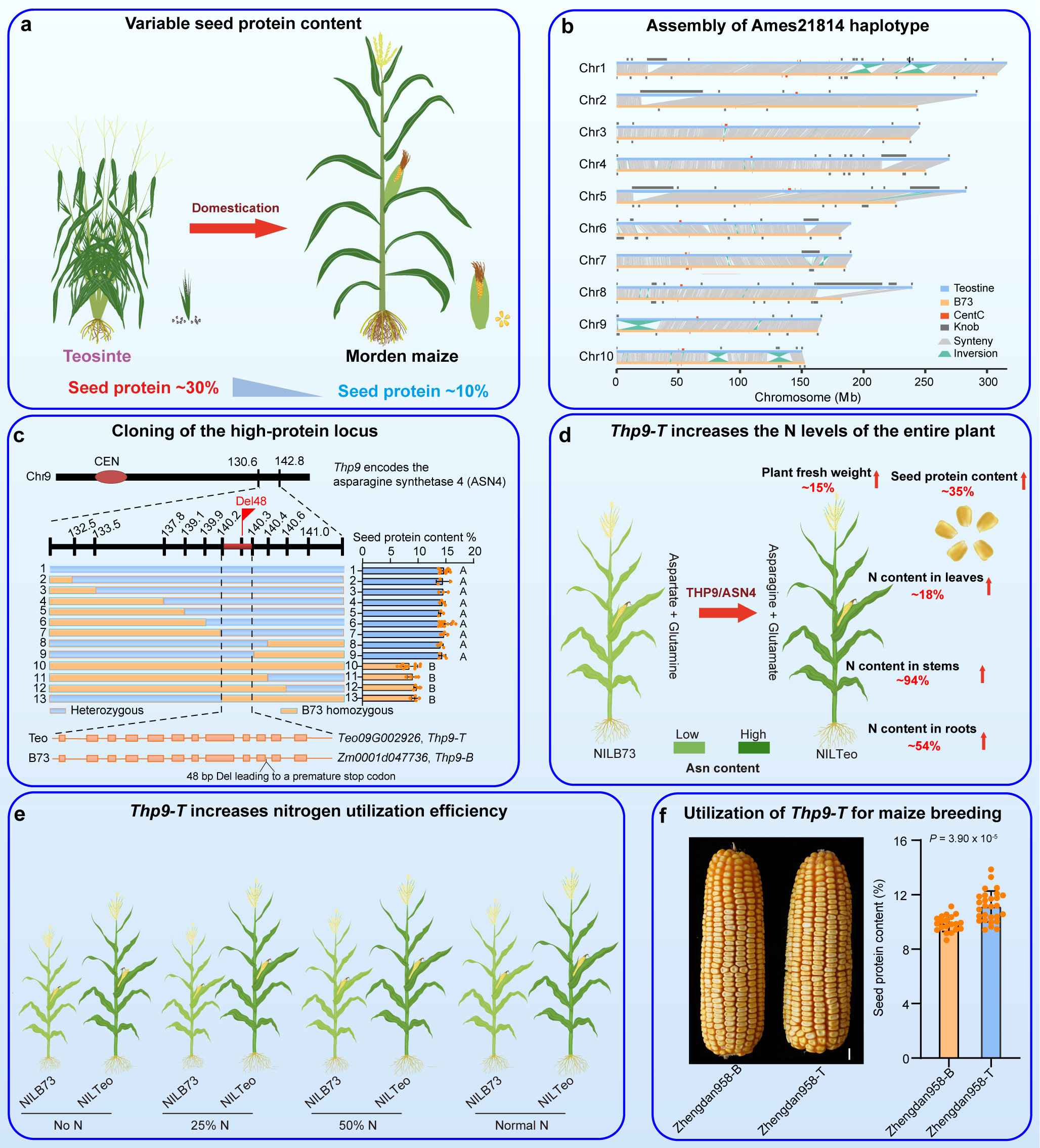 野生玉米THP9基因提高玉米蛋白含量和氮素高效利用效率。