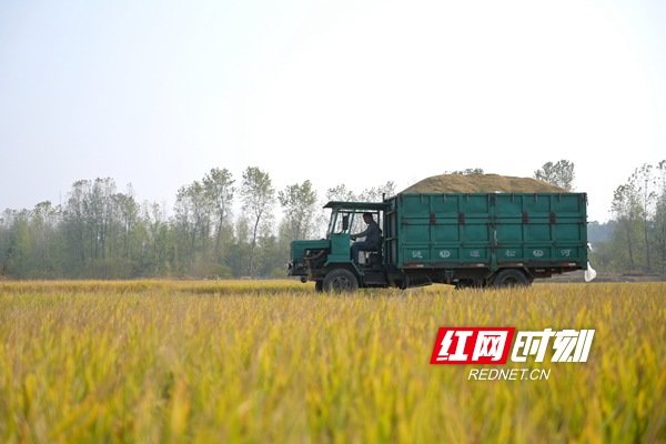 11月6日，湖南省娄底市双峰县梓门桥镇合心村，农民驾驶拖拉机运送稻谷。_副本.jpg