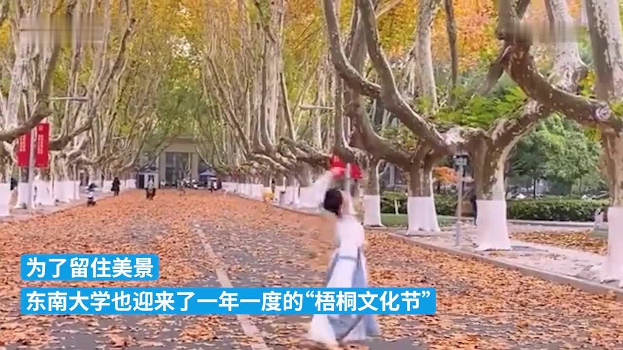 东南大学迎来最美梧桐季，“限定美景”这样定格