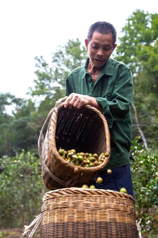 我为家乡的齐云山高油酸山茶油打call