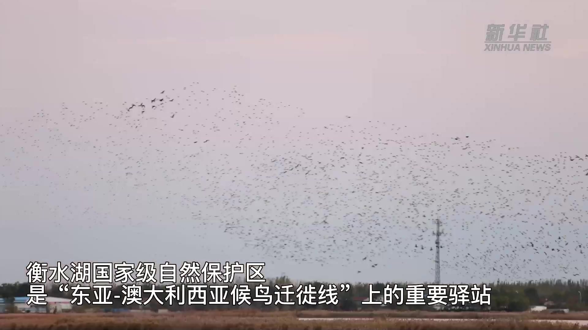 万鸟齐飞！衡水湖迎来“鸟浪”奇景